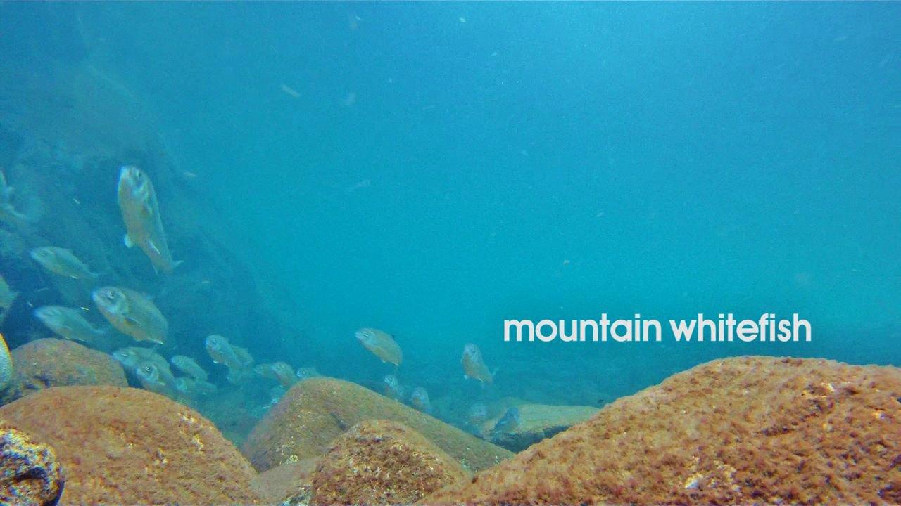 HD - River Snorkel: Mountain Whitefish
