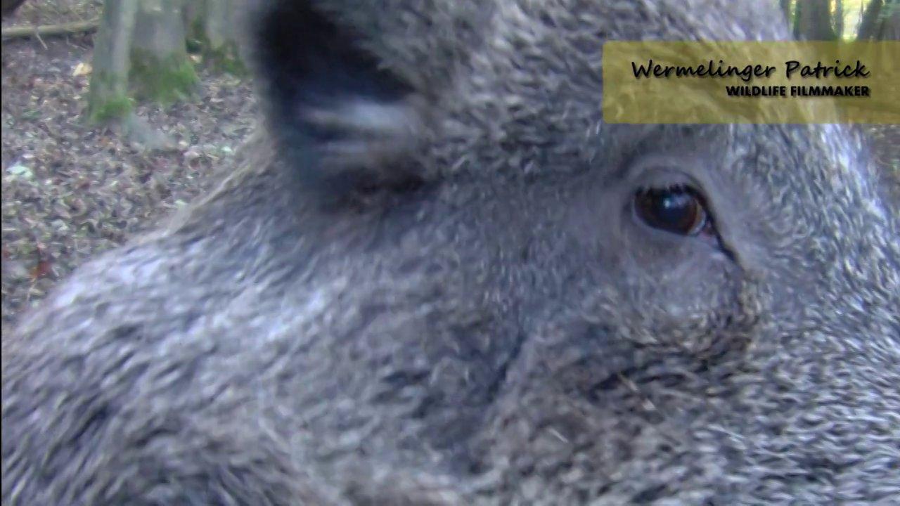 HD - Wild boar close-up