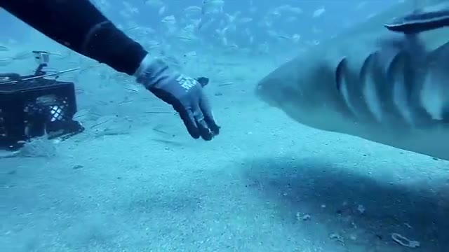 Shark with a go pro