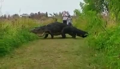 Alligatore gigante osservato in Florida, sembra un dinosauro