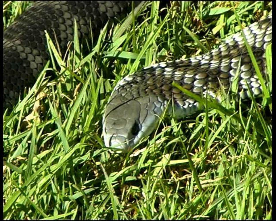 HD - Tiger Snake