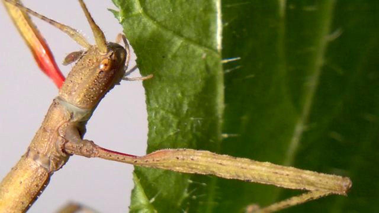 HD - Nokia N8 video - A Walking Stick insect close up