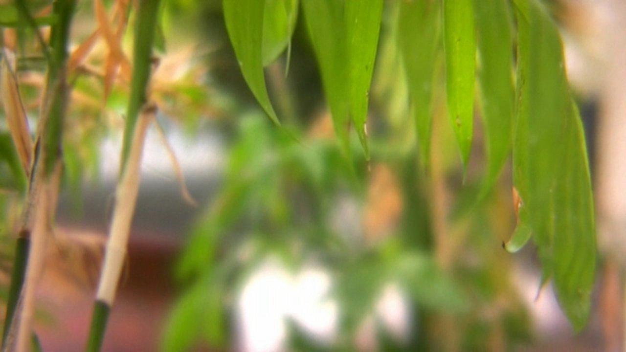 HD - 35mm DIY Adapter Footage