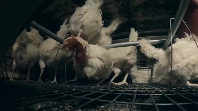 Galline in Italia: le condizioni orribili degli animali nelle gabbie