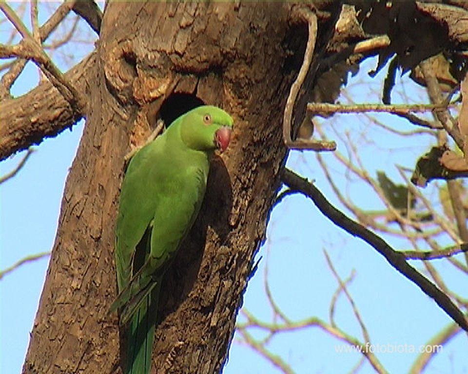 HD - Birding in Gujarat