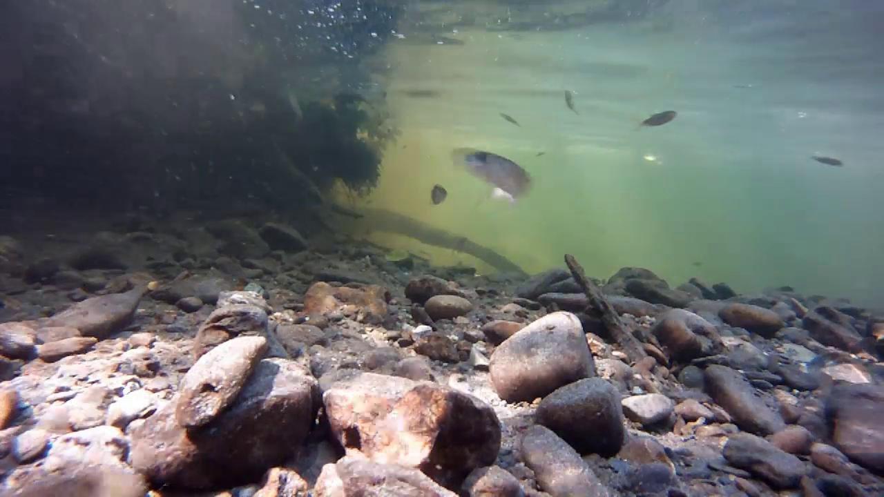 HD - River snorkel: Salmon fry