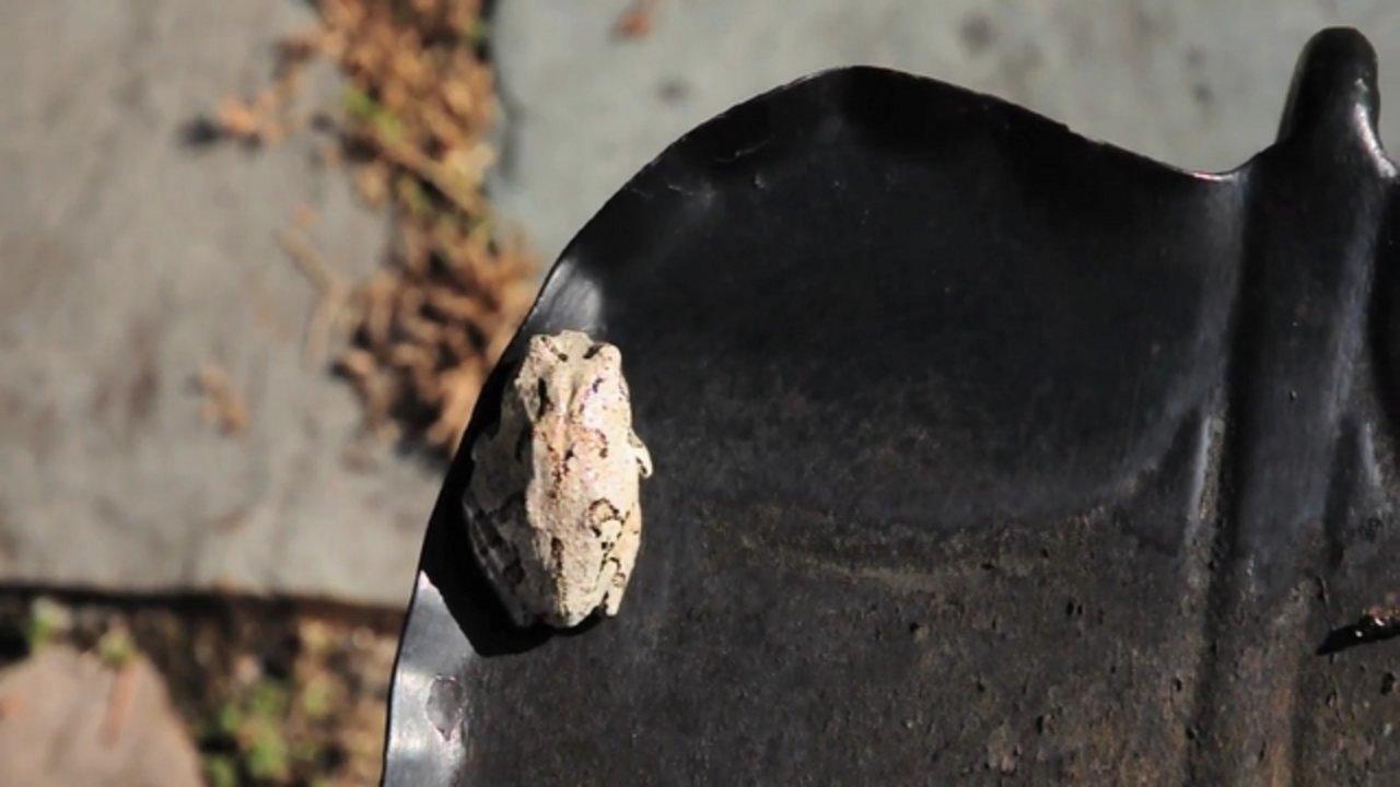 HD - D90 (17): Iron Leaf Frog + Nature clips