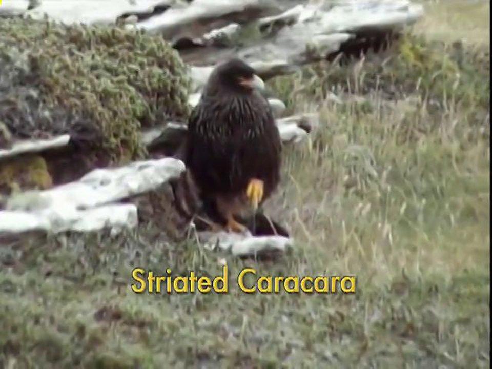 HD - Birding In The Falkland Islands