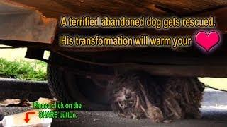A terrified abandoned dog gets rescued. His transformation will warm your heart. Please share.