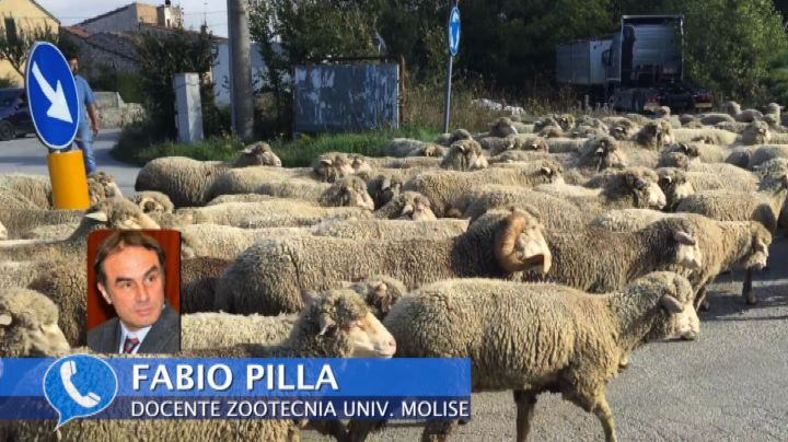 La transumanza patrimonio Unesco: ecco perché è importante