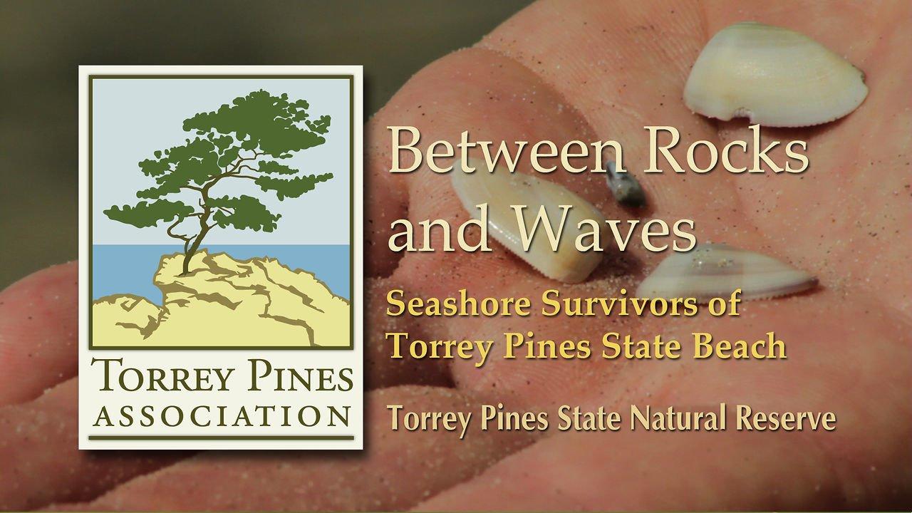 HD - Between Rocks and Waves - Seashore Survivors of Torrey Pines State Beach.