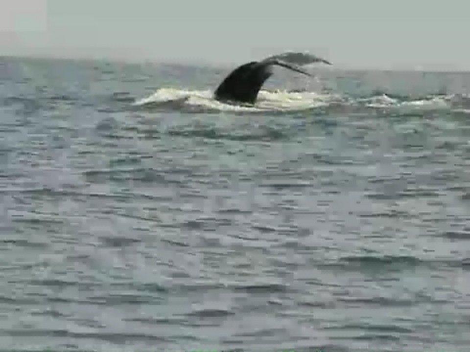 HD - Whale of a time - whale watching near San Blas Mexico - www.tour.tk