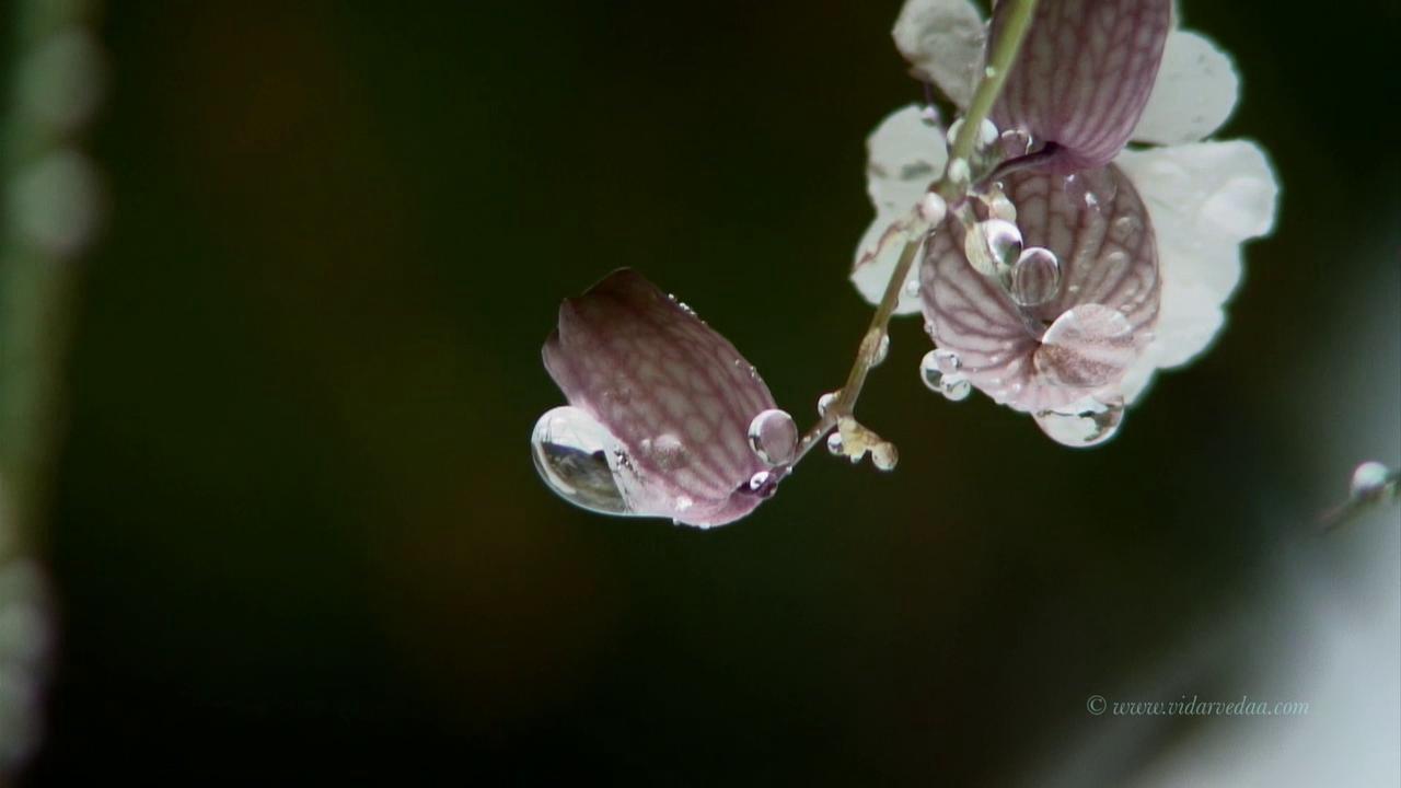 HD - Nature Macro.