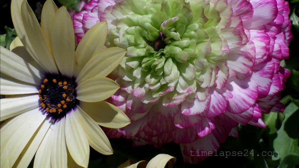 HD - garden time lapse of a opening margeruite and a dahlia
