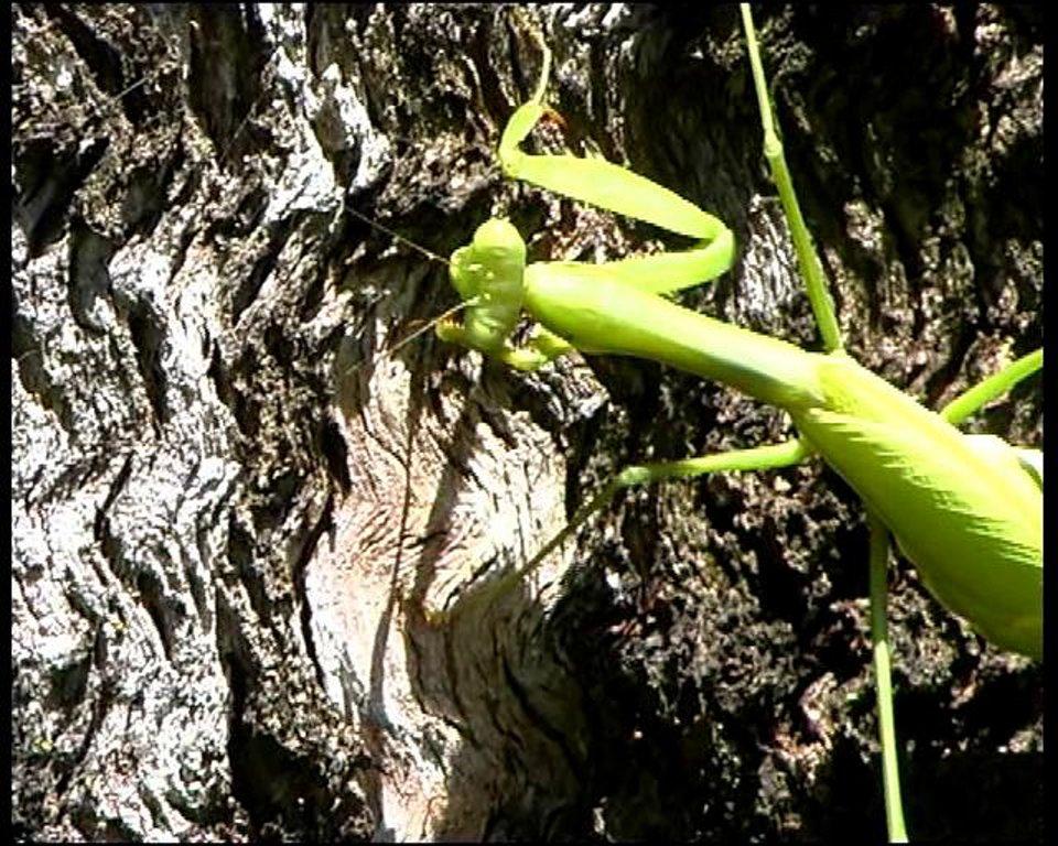 HD - False Garden Mantis