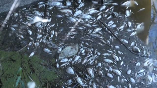 Moria di pesci nel fiume Oder, al confine tra Polonia e Germania