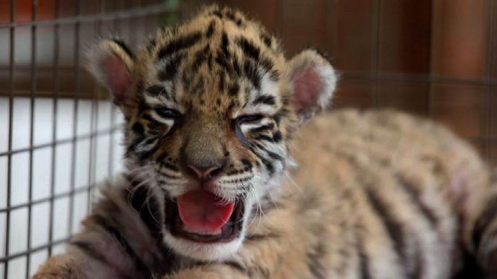 Uno zoo chiama "Covid" la neonata cucciola di tigre
