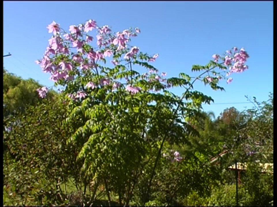HD - Tree Dahlia