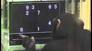 	 Scimpanzé risolve un gioco matematico molto più velocemente della maggior parte degli umani