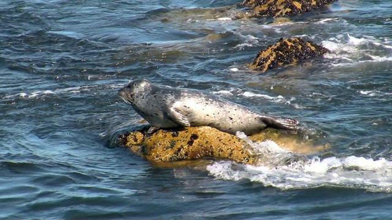 HD - Harbor Seal