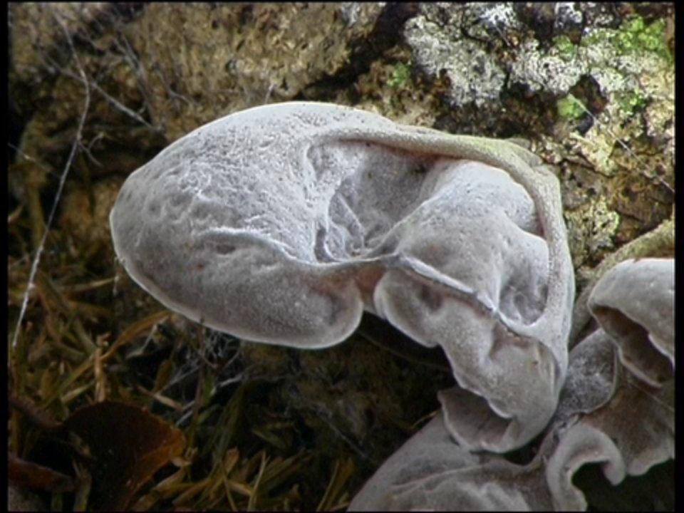 HD - Jelly Ear Fungus