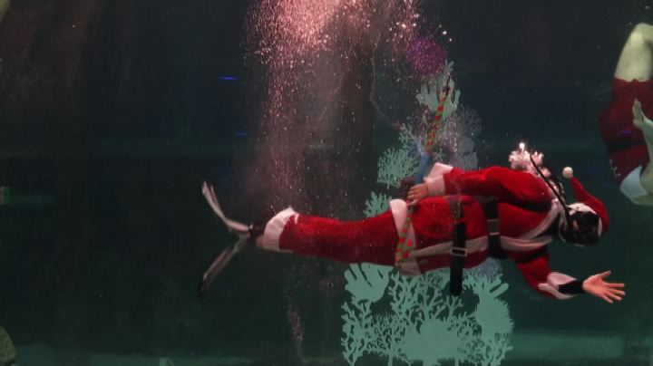 Natale sott'acqua: a Seul lo spettacolo dentro l'acquario