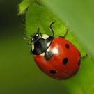 la coccinella fa pranzo con l'insetto