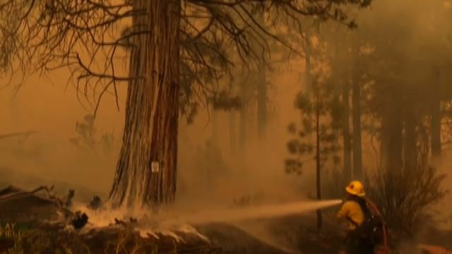 Continua la lotta della California per salvare le sequoie giganti