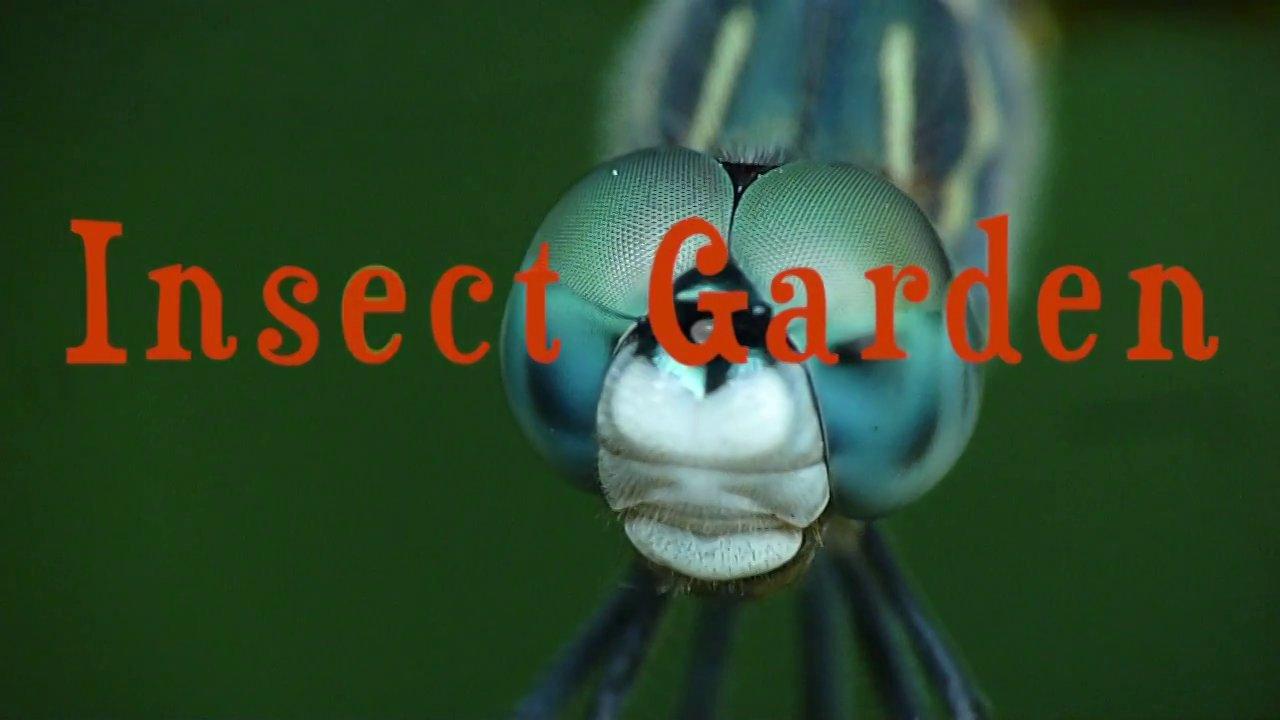 HD - insect garden