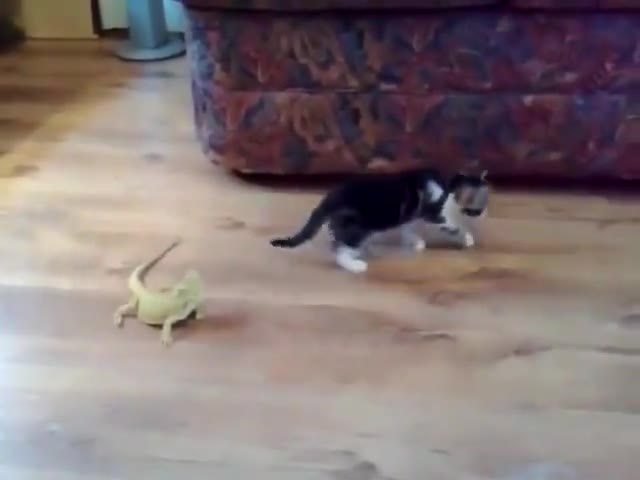 Cat and big lizard