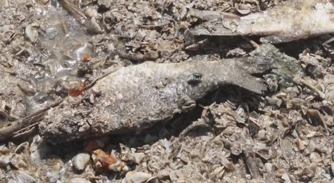 Ucraina, un mare di pesci morti dopo la distruzione della diga Kakhovka