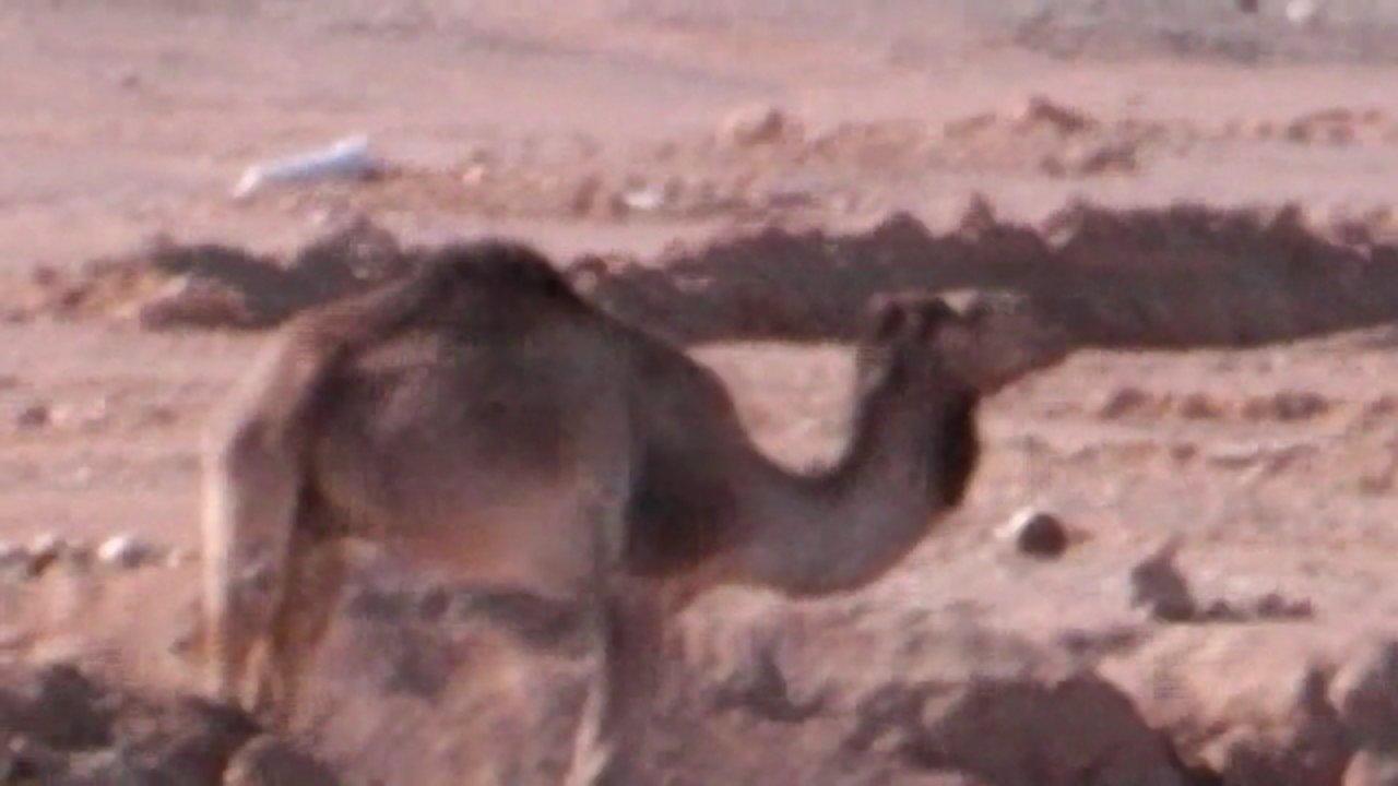 HD - camel shake