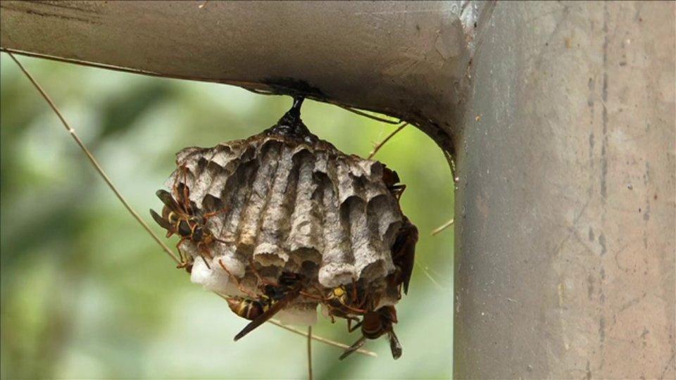 HD - Paper Wasps