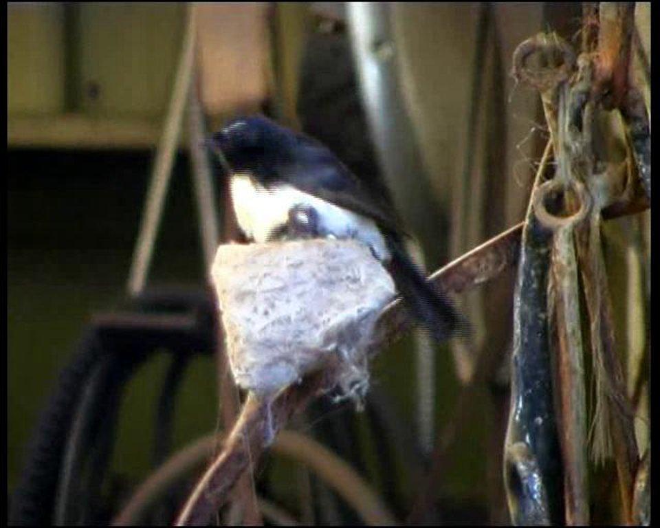 HD - Willy Wagtails