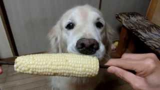 Il cane mangia la pannocchia