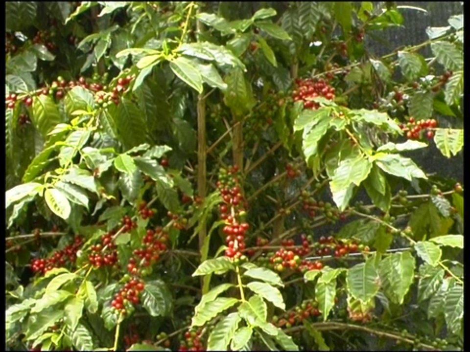 HD - Coffee Bush