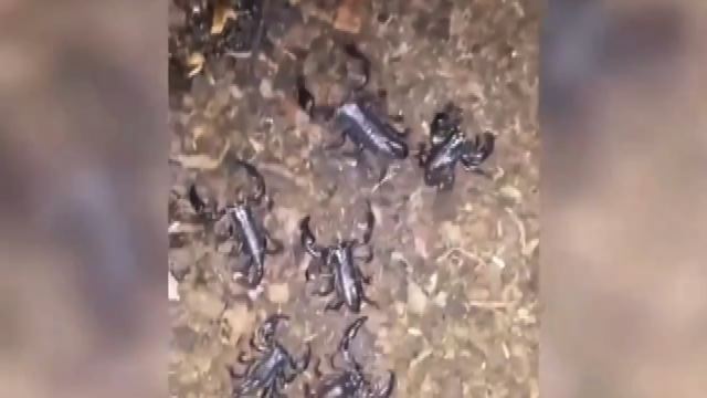 In Egitto invasione di scorpioni, come un'apocalisse biblica