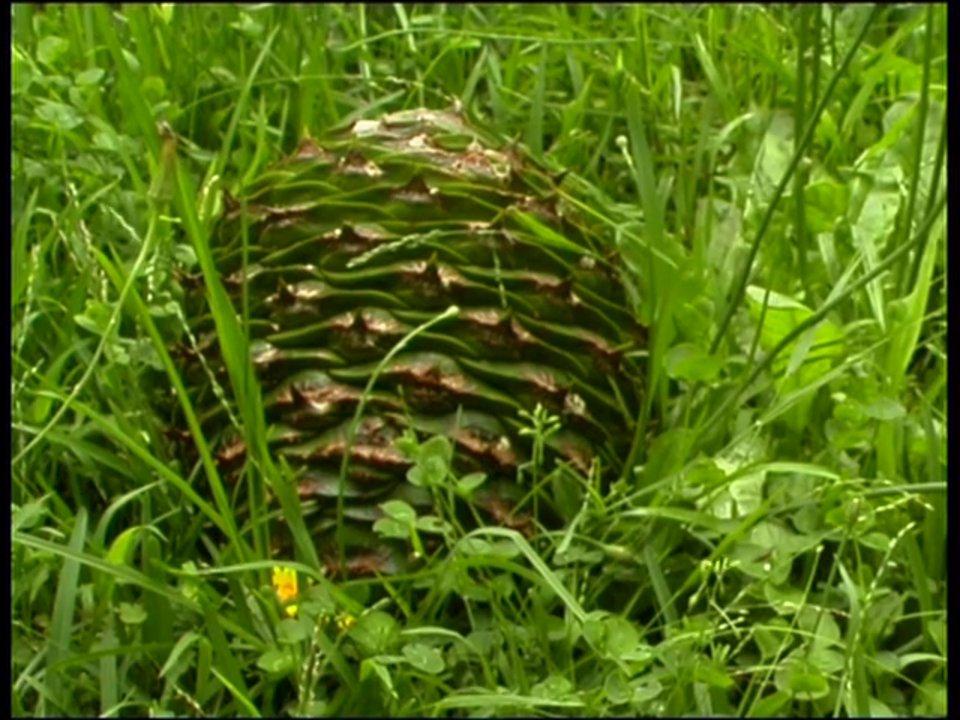 HD - Bunya Pine Cone