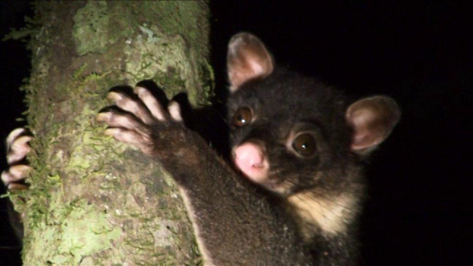 HD - Short-eared Brushtail Possum