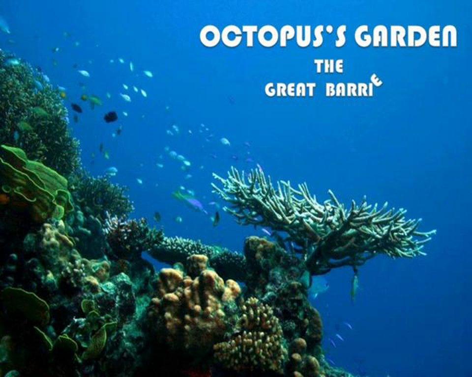HD - Octopus's Garden-Great Barrier Reef (Australia)