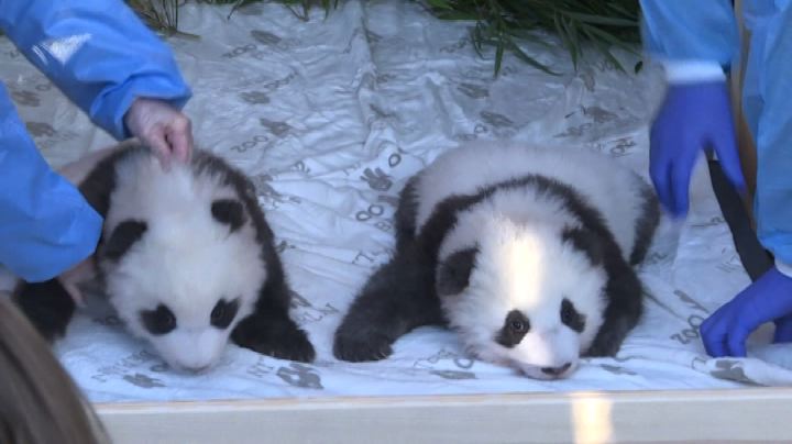 I cuccioli di Panda dello zoo di Berlino hanno finalmente un nome