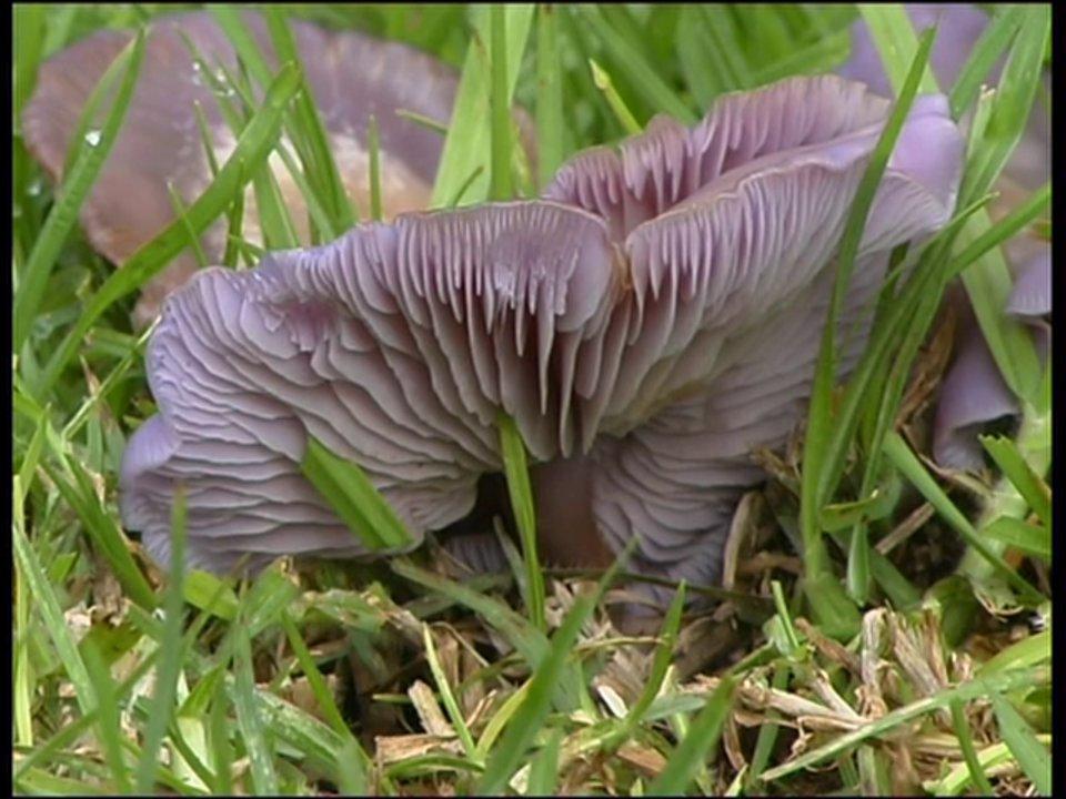 HD - Purple Fungus
