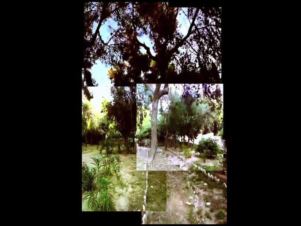 HD - trees