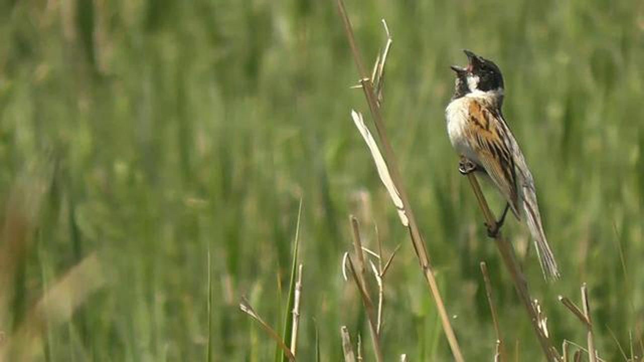 HD - Rietgors / Reed Bunting