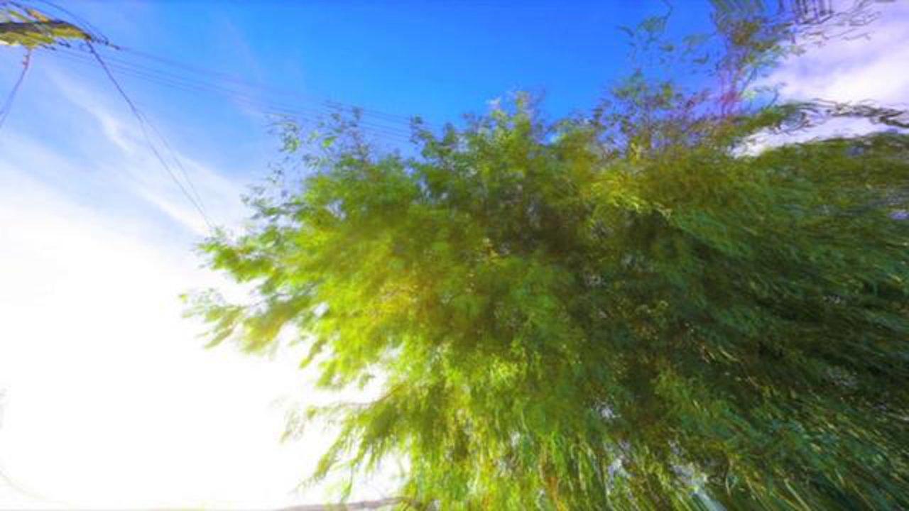 HD - the tree