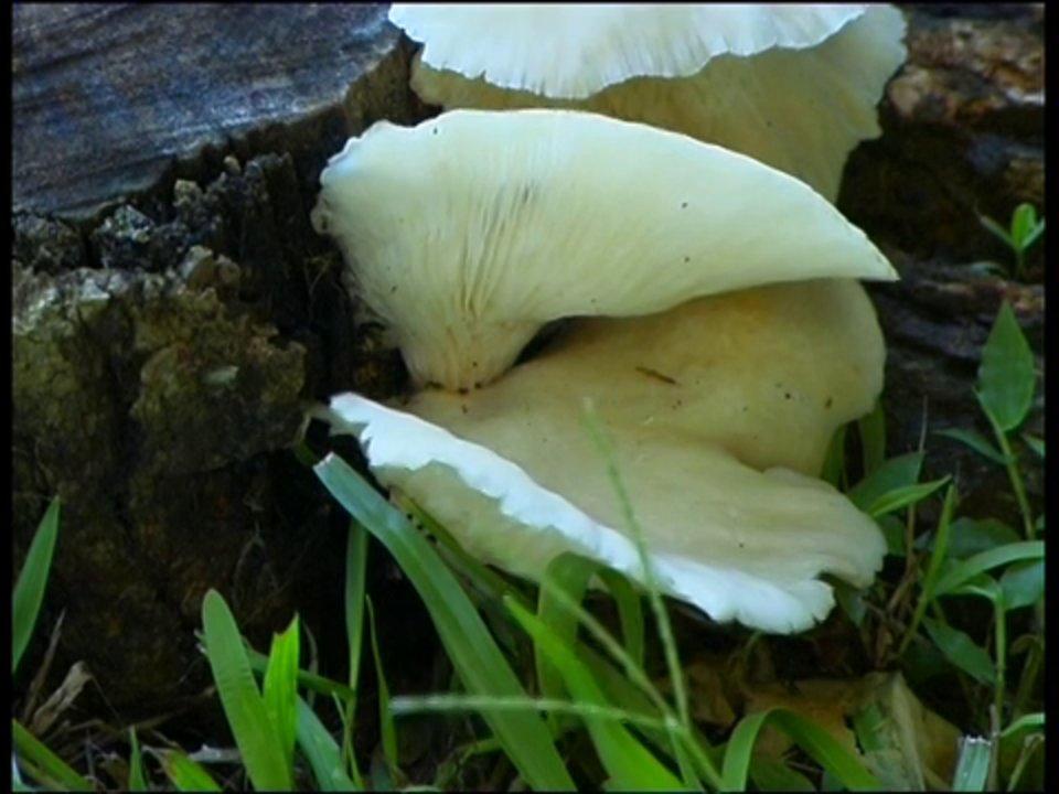 HD - Tree Mushroom