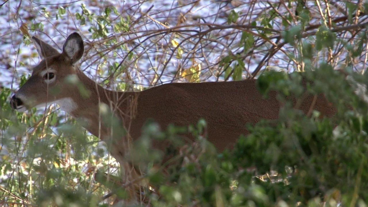 HD - Deer Walking (Free to Use HD Stock Video Footage)