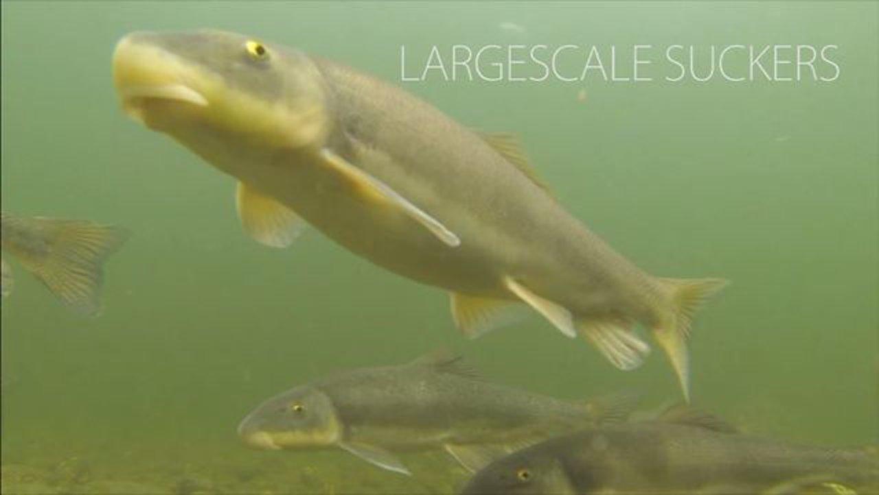 HD - River Snorkel: Largescale Suckers