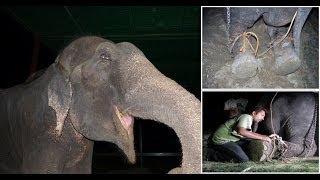 Raju l'elefante cinquantenne che piange per la liberazione
