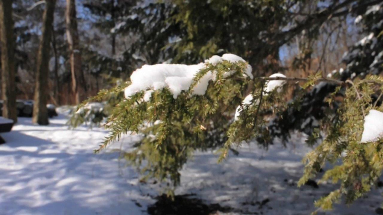 HD - Snow On Pine